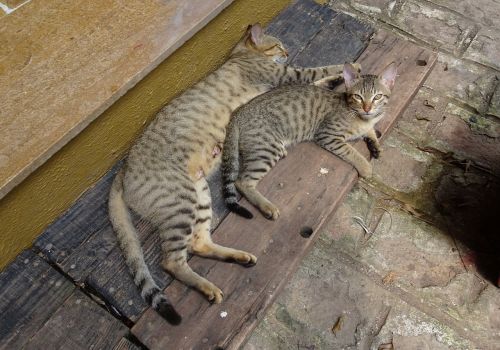 bengal cat kitten domestic cat