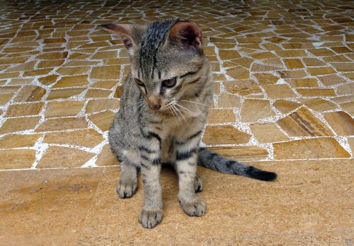 bengal cat kitten domestic cat