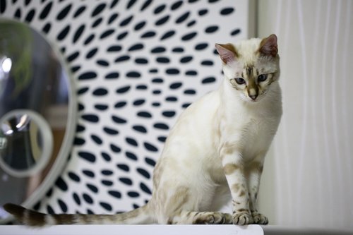 bengal cat  baby cats  white cat