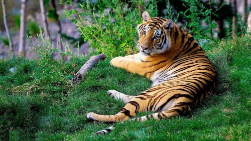 bengal tiger tiger forestry