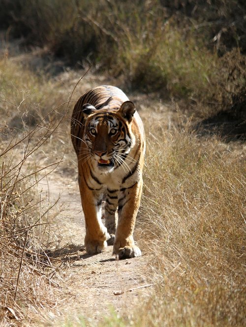 bengal tiger  tiger  wild