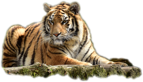 bengaltiger tiger big cat