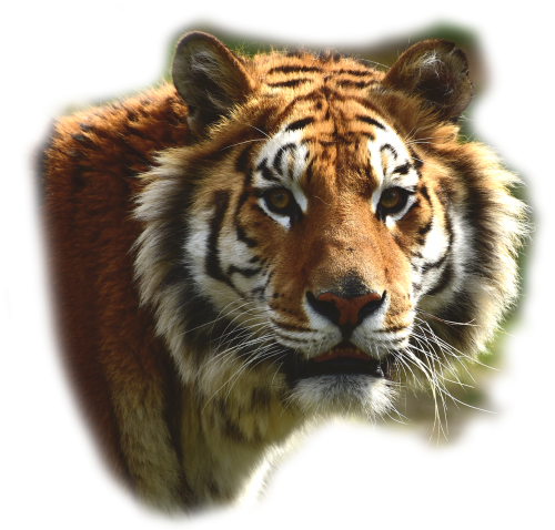 bengaltiger tiger big cat