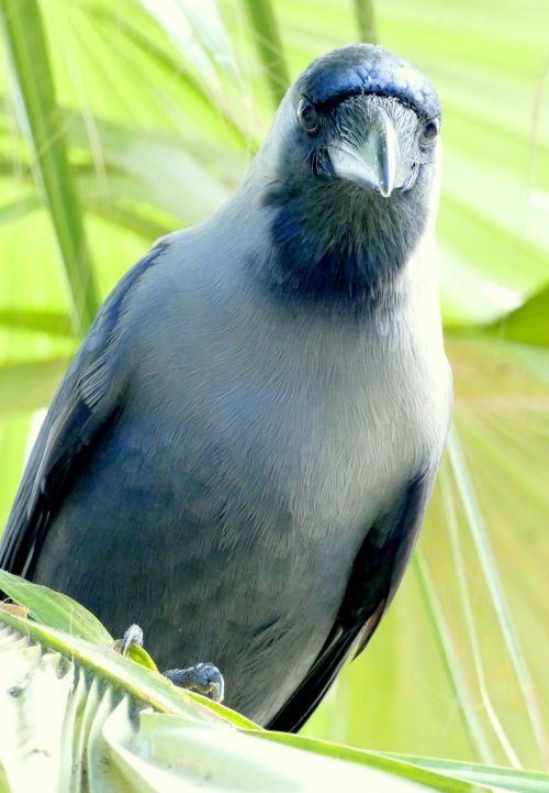 beo raven bird