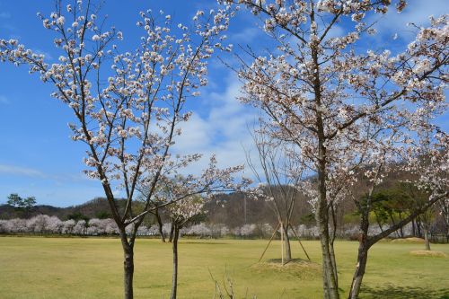 beoc flowers spring landscape