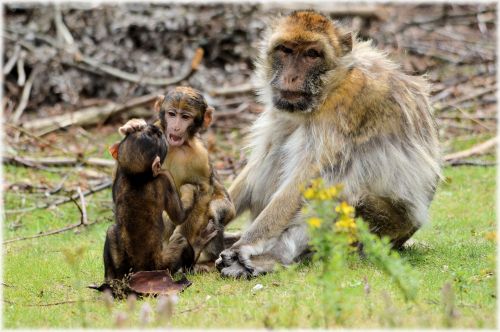 Barbary Macaque 5