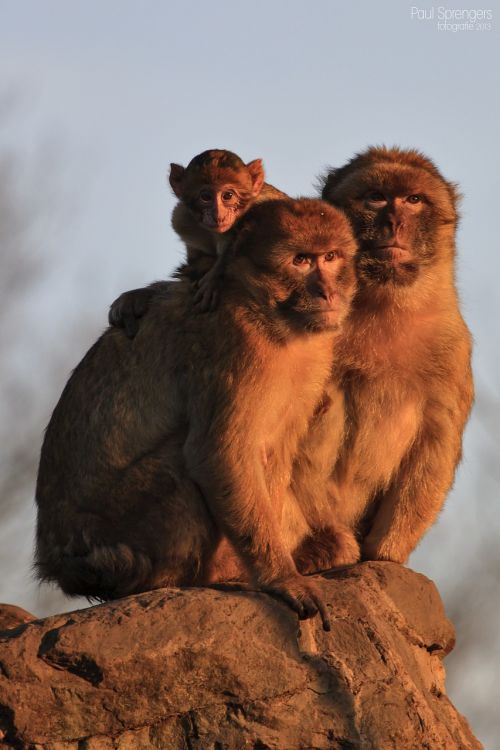 berber monkey monkey monkeys