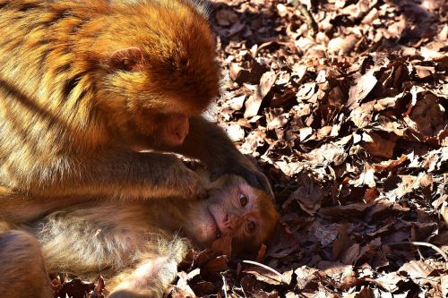 berber monkeys delouse cute