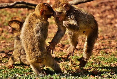 berber monkeys play cute