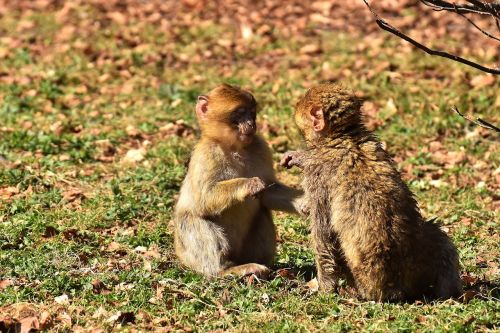 berber monkeys play cute