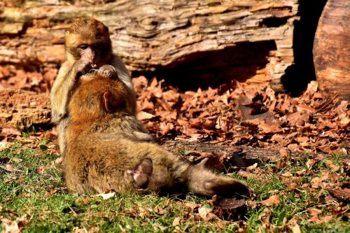 berber monkeys play cute