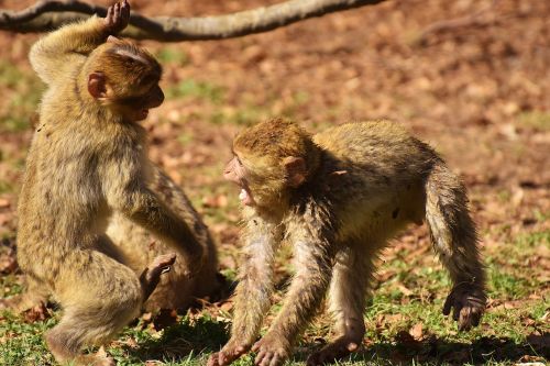 berber monkeys play cute