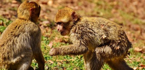 berber monkeys play cute