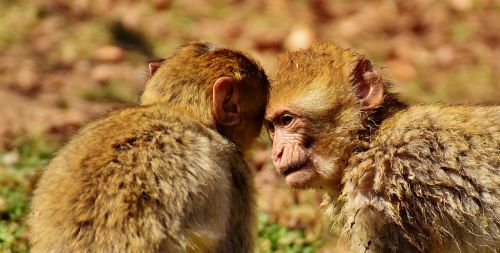 berber monkeys play cute