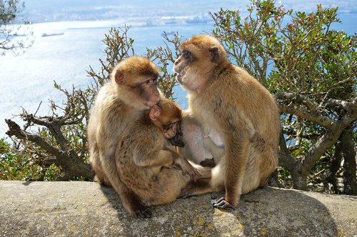 berber monkeys  monkey rock  gibraltar