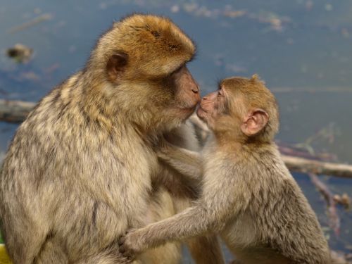 berber monkeys barbary ape kiss