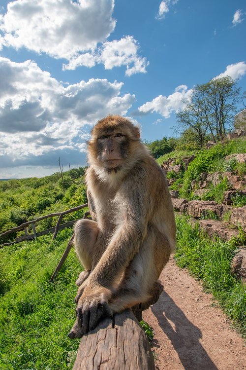 berber monkeys  zoo  erfurt