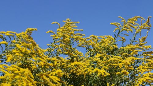 berberis tree yellow