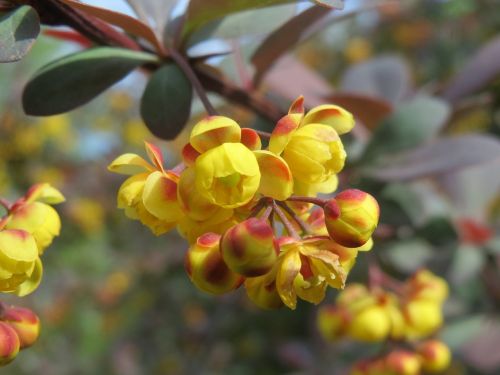 berberis barberry shrub