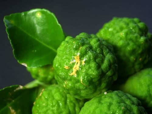 bergamot fruit leaf