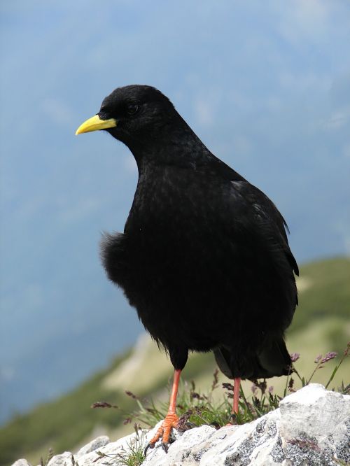 bergdohle black bird