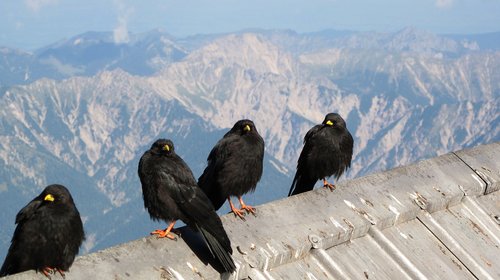 bergdohle  birds  alpine