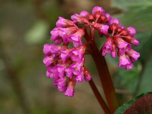 bergenia flower pink