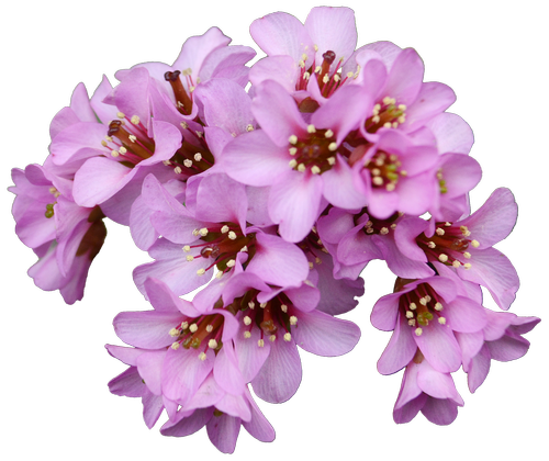 bergenia  spring  pink
