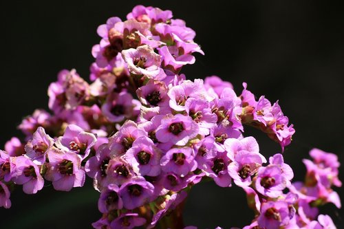 bergenia  flower  perennial