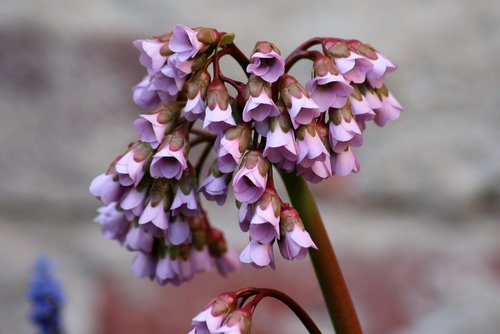 bergenia  flower  plant