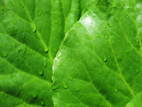 bergenia leaves green
