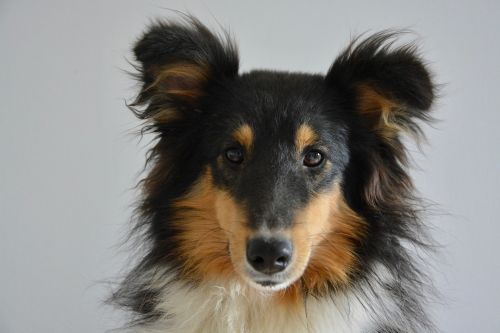 Shetland Shepherd