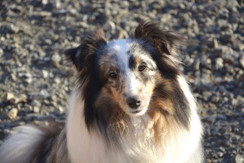 Shetland Shepherd Female