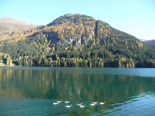 bergsee ducks lake