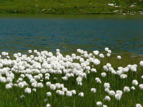 bergsee flowers water