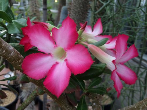 berkeley botanical garden pink flower cactus flower