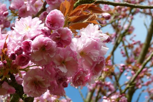 berlin teltow cherry blossom park