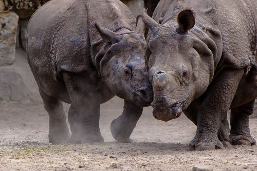 berlin zoo rhino