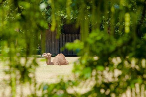 berlin zoo camel meadow