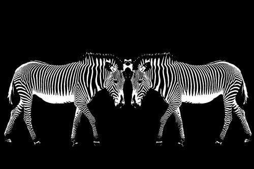 berlin zoo zebra