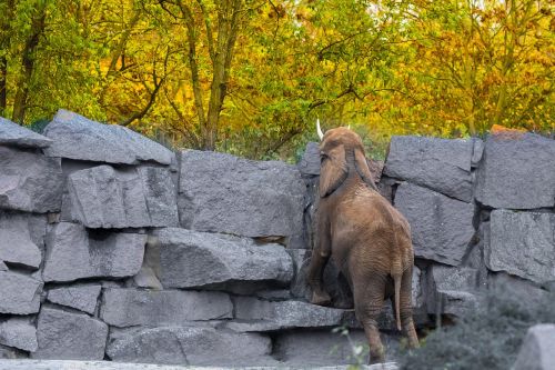 berlin zoo elephant