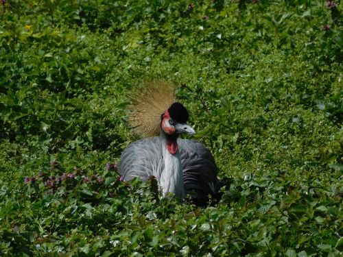 berlin zoo birds headdress