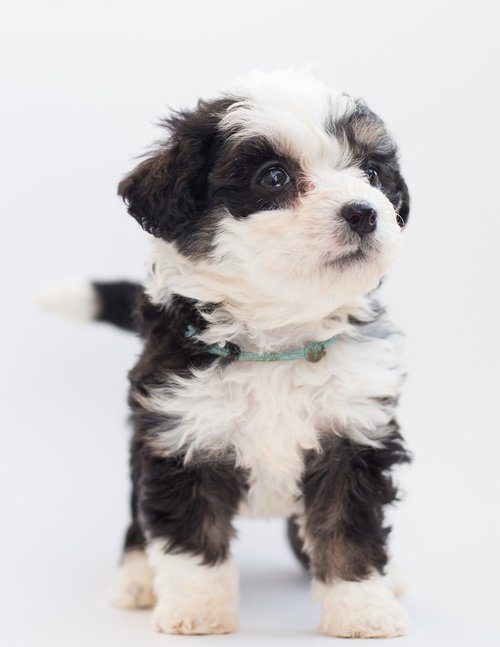 bernedoodle  dog  puppies