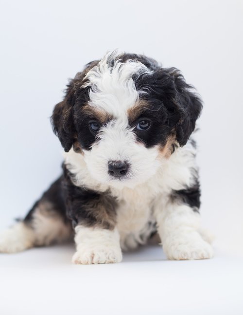 bernedoodle  dog  puppy