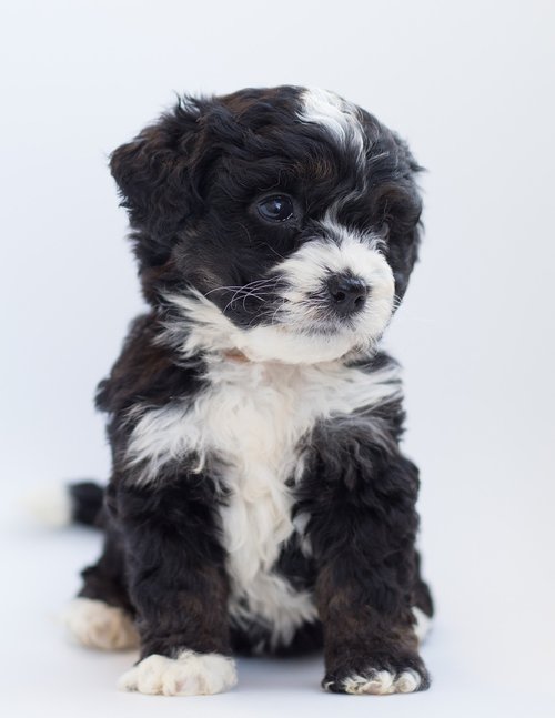 bernedoodle  dog  puppy