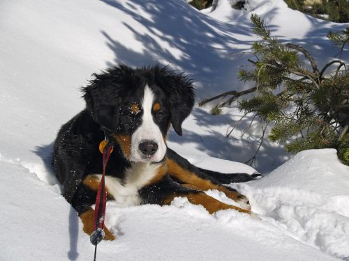 bernese mountain dog