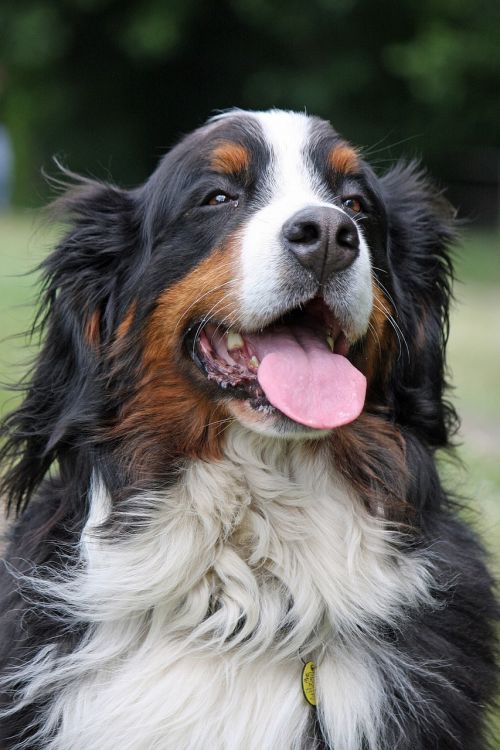 bernese mountain dog