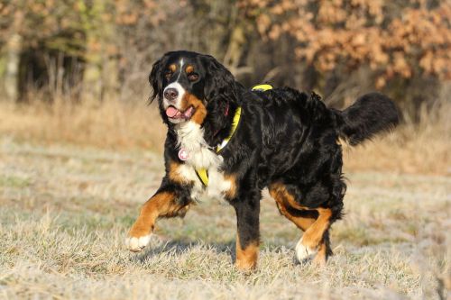 bernese cattle dog bitch