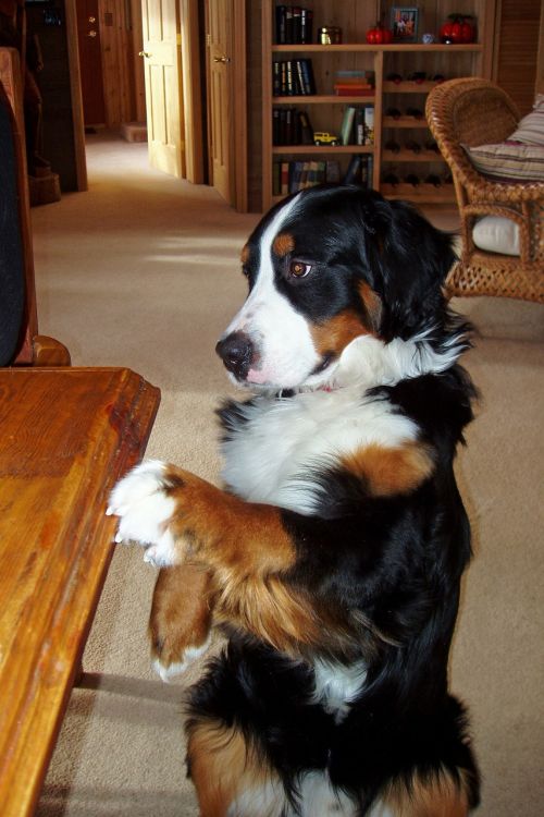 bernese mountain dog pet canine