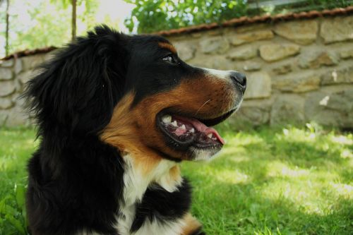 bernese mountain dog dog large